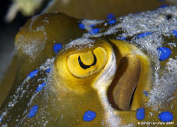 Close up study of Blue Spotted Ray. Taken with D200 and 1... by David Henshaw 